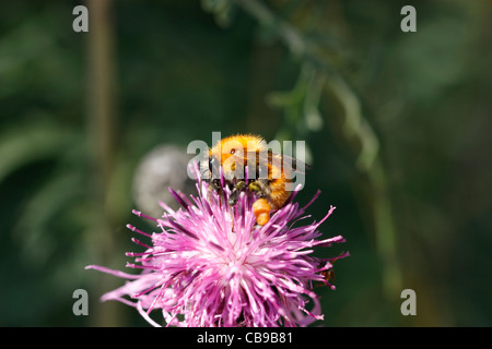 bumblebee (Bombus muscorum) on Greater Knapweed (Centaurea scabiosa) Stock Photo