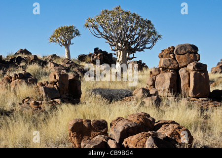 Quivertree forest at Garas Quiver Tree Park, Gariganus Farm, Namibia Stock Photo