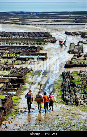 oyster fishermen harvesting collection] Oyster beds, Cancale, Brittany, France, Europe Stock Photo