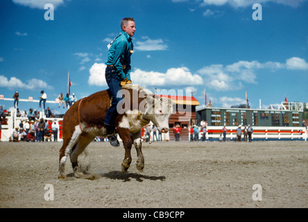 A young cowboy is determined to ride a young bucking steer during rodeo competition at the annual Calgary Stampede in Calgary, Alberta, Canada. Stock Photo