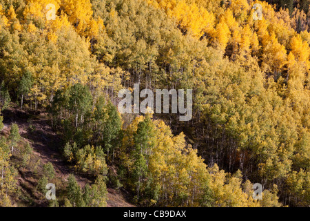 Groves of aspen trees with green and yellow leaves growing on steep hillside in autumn in Colorado Stock Photo