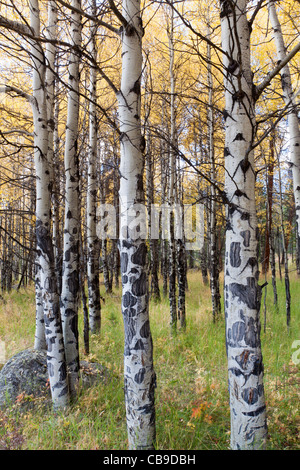White bark of aspen trees growing in a grassy meadow in autumn at Rocky Mountain National Park in Colorado