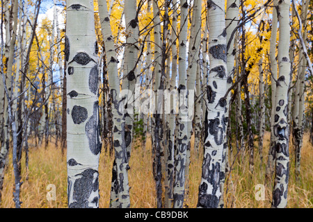 Closeup of white bark of aspen trees growing in a meadow in autumn at Rocky Mountain National Park in Colorado