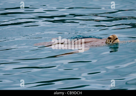 Giant green sea turtle swimming and popping its head above water to breathe Stock Photo