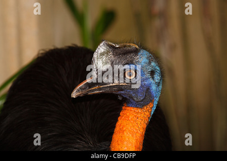Northern Cassowary, Casuarius unappendiculatus, also known as the Single (One)-wattled Cassowary. Stock Photo