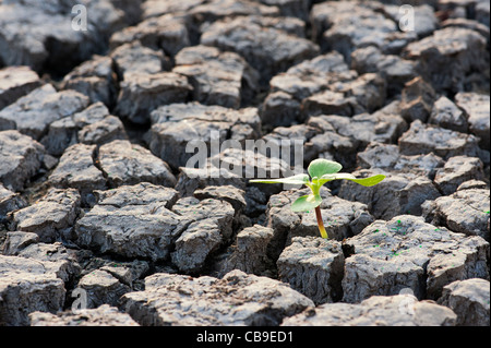 Plant seedling growing the the dry cracked earth in india