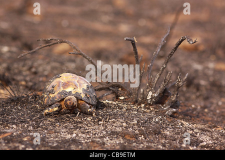 Close up of a Spur-thighed Tortoise or Greek Tortoise (Testudo graeca) in a field. photographed in Israel in October Stock Photo