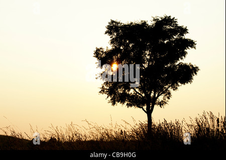 Indian tree and grasses in the countryside at sunset. Andhra Pradesh, India. Silhouette