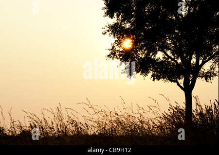 Indian tree and grasses in the countryside at sunset. Andhra Pradesh, India. Silhouette