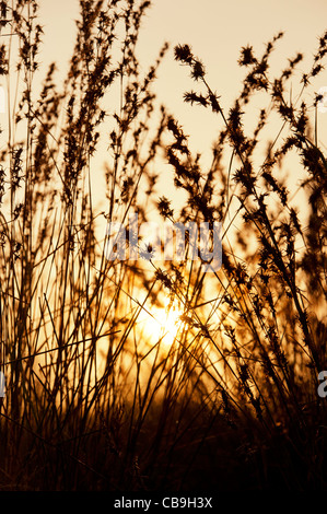 Indian grasses in the countryside at sunset. Andhra Pradesh, India. Silhouette