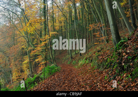 Woodland track in Autumn Cotswold Beech Wood Stock Photo