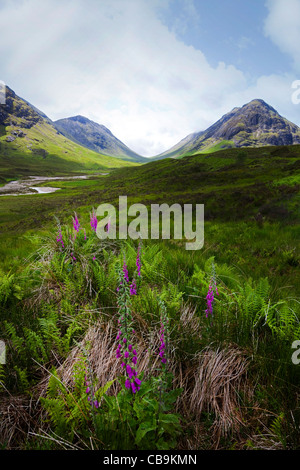 Wild foxgloves and fern in the foreground of a view west in Glencoe, Lochaber, Scotland Stock Photo