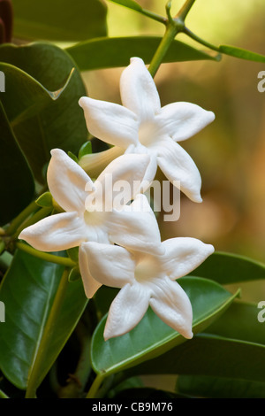 Close-up of Madagascar jasmine (Stephanotis floribunda) on vine Stock Photo