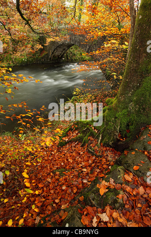 Water under the bridge, Autumnal scene, River Brathay, Lake District, Cumbria, England, Autumn, Landscape, professional
