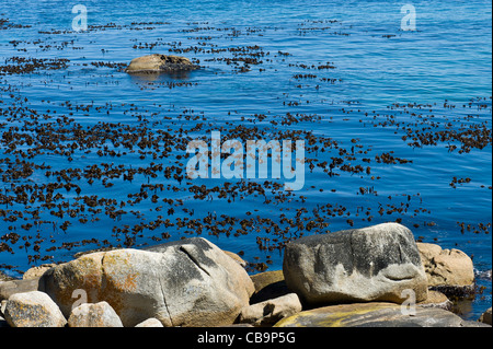 Kelp, a brown marine algae, Table Mountain National Park Marine Protected Area south of Cape Town South Africa Stock Photo