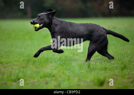 Black Labrador (Canis lupus familiaris) dog running and fetching tennis ball in garden in the rain Stock Photo