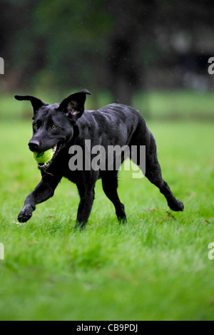 Black Labrador (Canis lupus familiaris) dog running and playing with tennis ball in garden Stock Photo