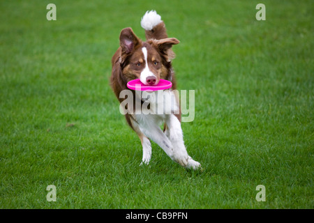 Border collie (Canis lupus familiaris) running and playing dogfrisbee in garden Stock Photo