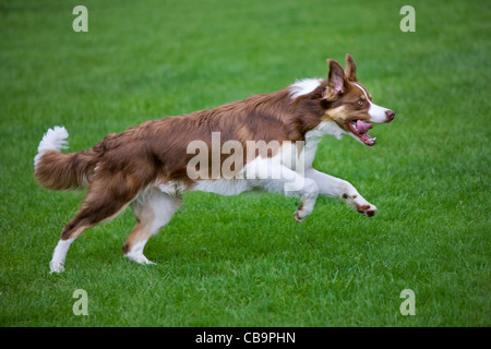 Border collie (Canis lupus familiaris) running in garden Stock Photo