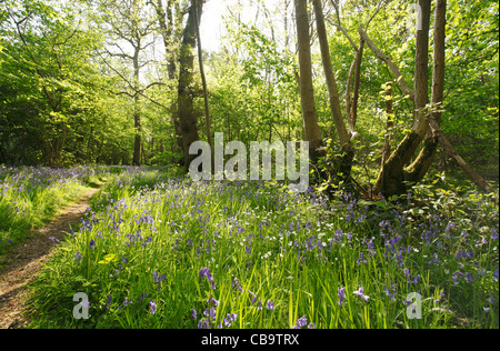 Bluebells in Forest Clearing Norfolk Stock Photo