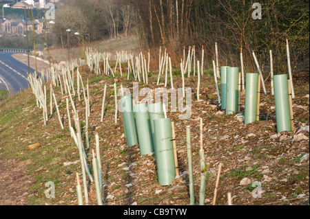 Newly planted roadside tree saplings Stock Photo