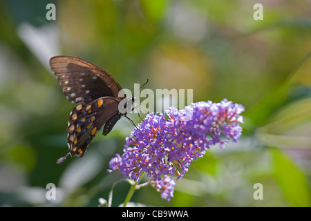 Spicebush Swallowtail (Papilio troilus) Stock Photo