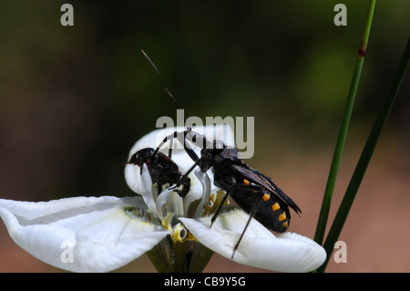 'Assassin bug' with monkey beetle impaled on its beak for sucking its prey dry Stock Photo