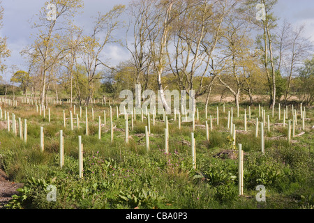 Wet field corner, planted with White Poplar (Populus alba). Saplings protected by plastic tree guards creating own micro-climate Stock Photo