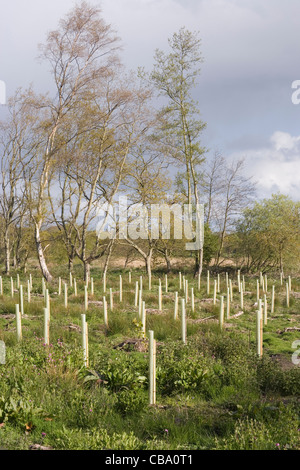 Wet field corner, planted with White Poplar (Populus alba). Saplings protected by plastic tree guards creating own micro-climate Stock Photo