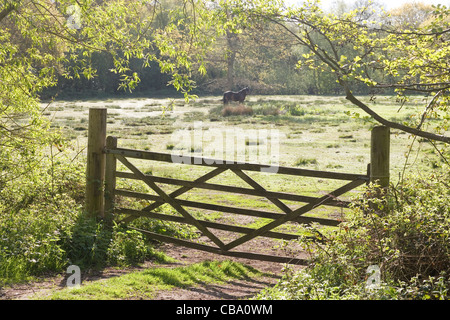 Timber, wood, five barred, diamond braced Field Gate. Entrance to grazing paddock. Rural Norfolk. Spring. Stock Photo