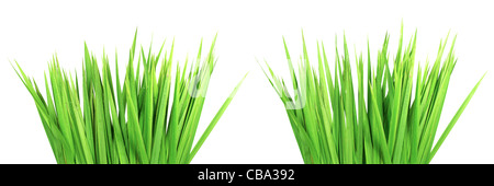 Two bunches of a wet green grass, isolated on white background. In high resolution. Stock Photo