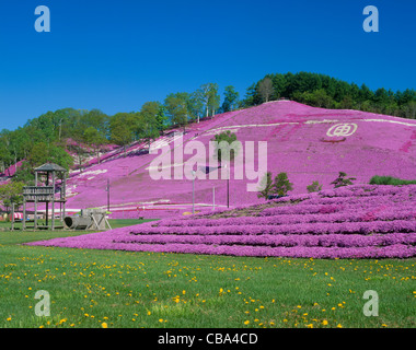 Moss Phlox at Higashimokoto Shibazakura Park, Ozora, Hokkaido, Japan Stock Photo