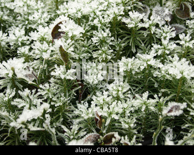 frozen haircup moss with blueberry leaves Stock Photo