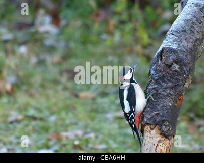 Great Spotted Woodpecker / Dendrocopos major / Buntspecht