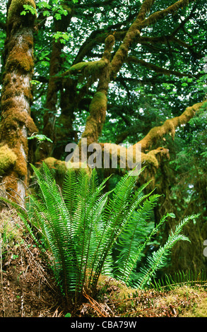 Ferns and moss-covered trees in the Hoh Rain Forest of the Olympic National Park in Washington State, USA Stock Photo