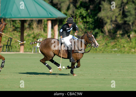 Polo player in action flicking the ball into the air during match Stock Photo
