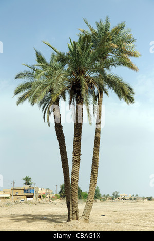 Iraq, Salman Pak. Three date palm trees growing in a field. Stock Photo