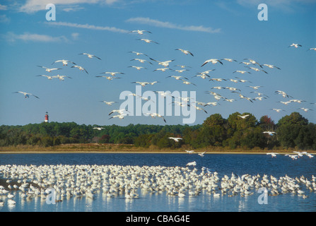 Snow Geese, Chincoteague National Wildlife Refuge, Virginia, USA Stock Photo