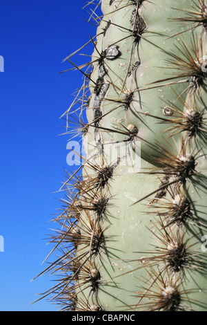 Saguaro cactus (Carnegiea gigantea) trunk Stock Photo