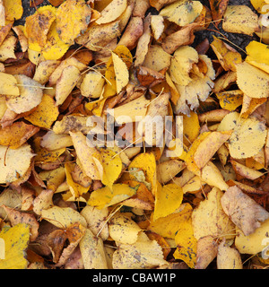 Crisp, yellow autumn leaves lie on the ground. Stock Photo