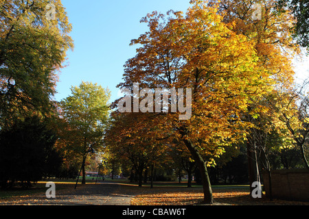 Autumn foliage on trees within the Valkenberg Park in Breda, the Netherlands. Stock Photo