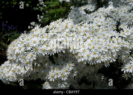 White flowering Olearia Daisy Bush Cornwall England United Kingdom Stock Photo