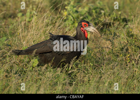 Southern Ground Hornbill (Bucorvus leadbeateri) Stock Photo