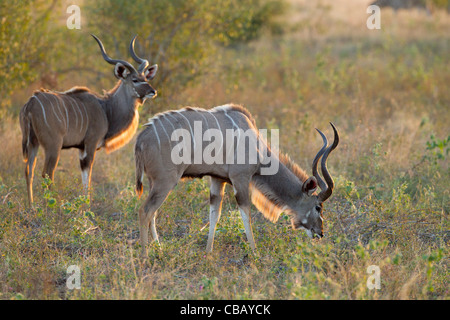 Two male Greater Kudu's standing in the grass (Tragelaphus strepsiceros) Stock Photo