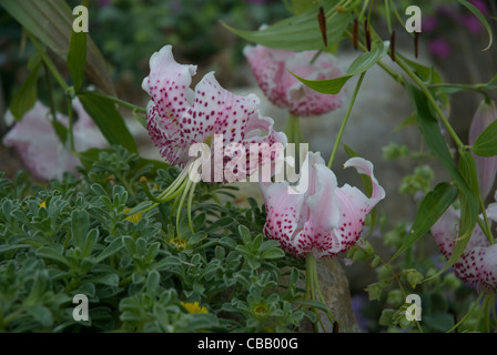 Lily Lilium Speciosum - Japanese lily - West London England United Kingdom Stock Photo