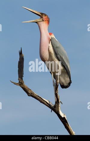 Marabou Stork (Leptoptilos crumeniferus) on tree top. Stock Photo