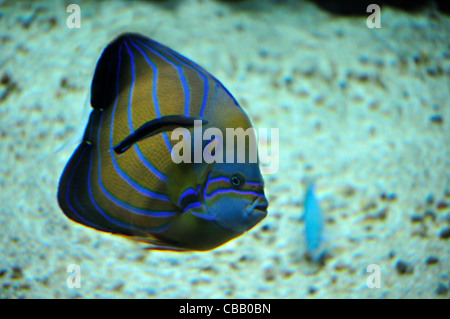 Pomacanthus Annularis... Blue Ring Angelfish in the EBS Marinelab 180  gallon tank... - YouTube