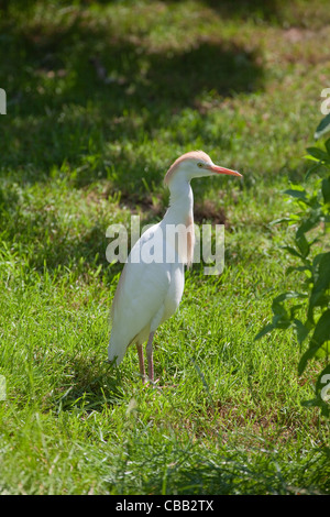 Cattle Egret or Buff-backed Heron (Bubulcus ibis). Stock Photo