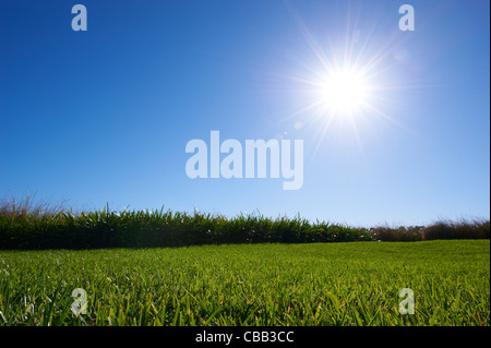 Luscious green grass sunny blue sky Stock Photo