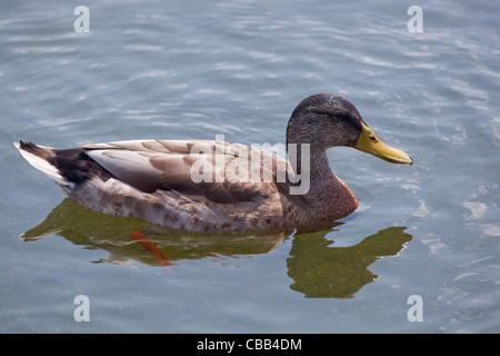 Mallard Drake (Anas platyrhynchos). Male in eclipse plumage. Summer. Stock Photo